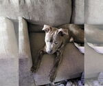 Small #19 American Pit Bull Terrier Mix