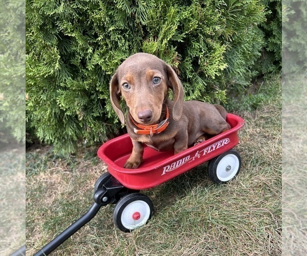 Medium Photo #1 Dachshund Puppy For Sale in MIDDLEBURY, IN, USA