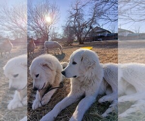 Great Pyrenees Puppy for Sale in AGRA, Oklahoma USA