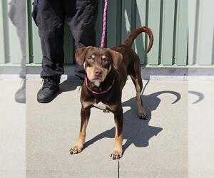 Beagle Dogs for adoption in Louisville, KY, USA