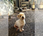 Small #3 Maltese Mix