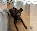 Small #8 Labrador Retriever Mix