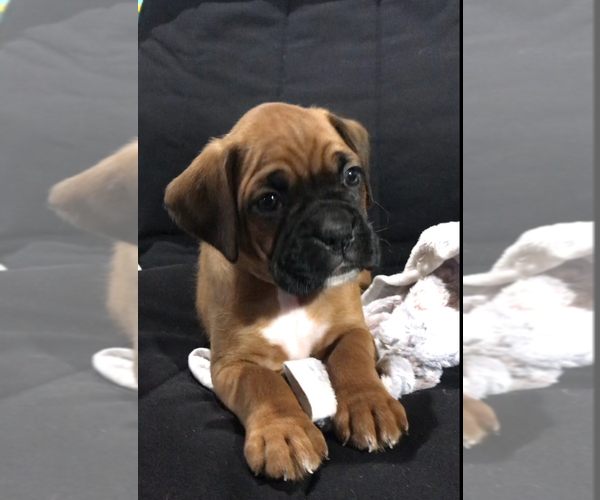 Medium Photo #2 Boxer Puppy For Sale in APPLE CREEK, OH, USA