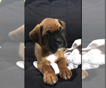 Small #1 Boxer