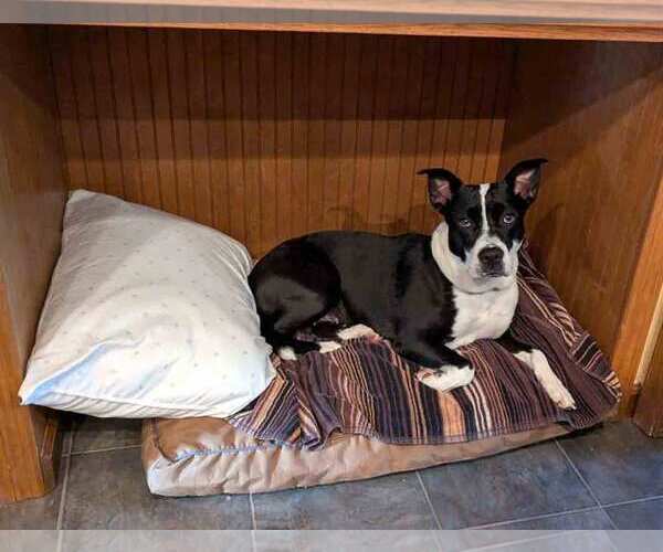 Medium Photo #14 Mutt Puppy For Sale in Kennesaw, GA, USA