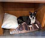 Small #13 Mutt