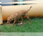 Small Photo #2 Labrador Retriever-Unknown Mix Puppy For Sale in Sebec, ME, USA