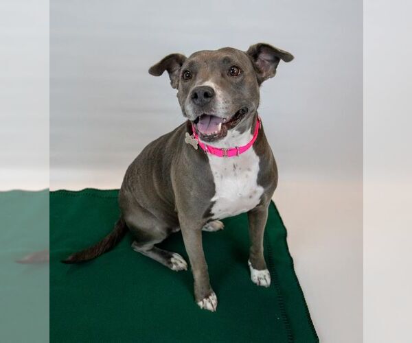 Medium Photo #6 American Staffordshire Terrier-Boxer Mix Puppy For Sale in Kennesaw, GA, USA