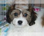 Small Photo #5 Cavachon Puppy For Sale in ORO VALLEY, AZ, USA