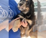 Small Photo #83 Aussiedoodle Puppy For Sale in LONGWOOD, FL, USA