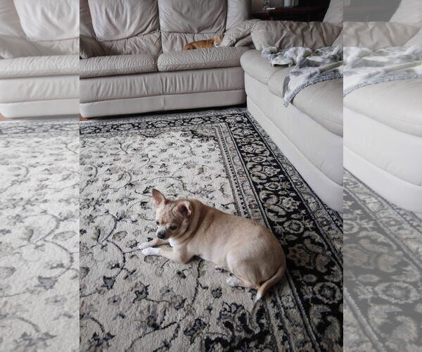 Medium Photo #2 Chihuahua Puppy For Sale in Greensboro, NC, USA