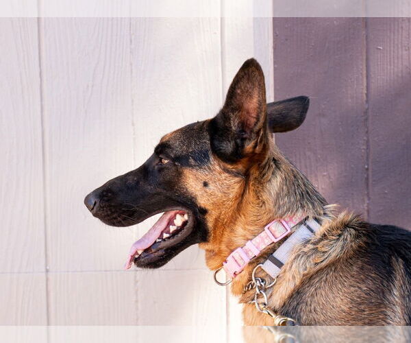 Medium Photo #19 German Shepherd Dog-Unknown Mix Puppy For Sale in Lake Forest, CA, USA
