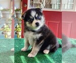 Small Photo #3 Pomsky Puppy For Sale in DELAWARE, OH, USA