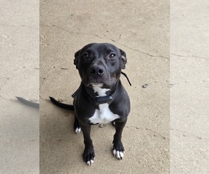 American Pit Bull Terrier-Unknown Mix Dogs for adoption in Germantown, OH, USA