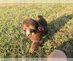 Small #8 Poodle (Toy)
