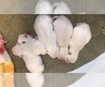 Small Photo #2 West Highland White Terrier Puppy For Sale in ROSHARON, TX, USA