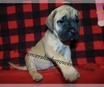 Small #6 Mastiff