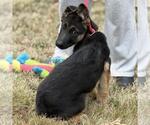 Small #2 German Shepherd Dog Mix