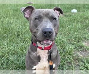 Unknown-Weimaraner Mix Dogs for adoption in Tavares, FL, USA