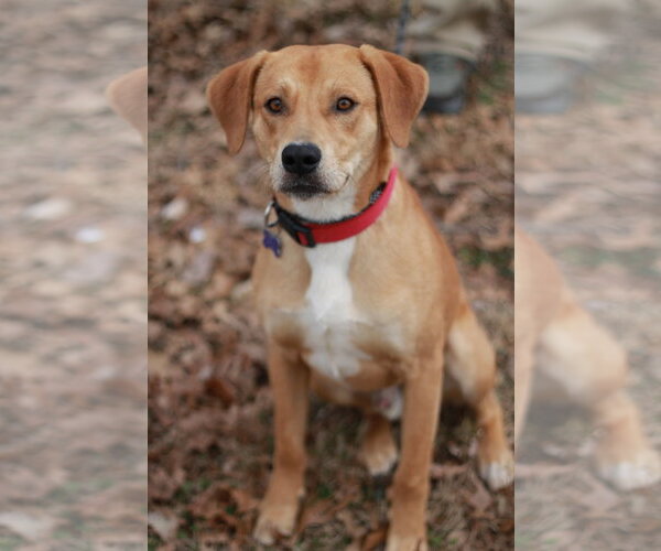Medium Photo #6 Mountain Cur-Unknown Mix Puppy For Sale in Cookeville, TN, USA