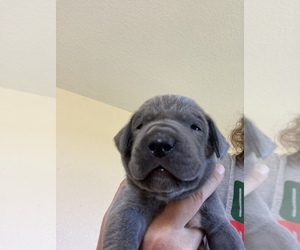 Great Dane Puppy for sale in OAK HARBOR, OH, USA
