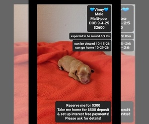 Maltipoo (Toy) Puppy for sale in TUCSON, AZ, USA