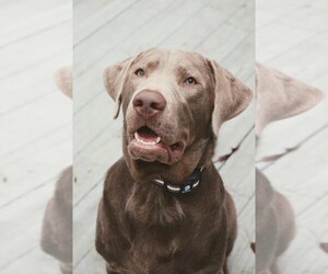 Mother of the Labrador Retriever puppies born on 11/18/2025