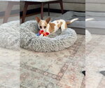 Small #1 Chihuahua Mix