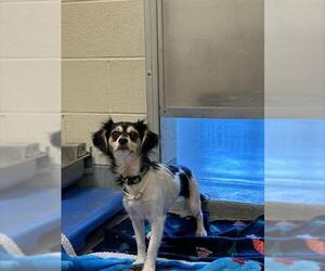 Chihuahua Mix Dog for Adoption in Santa Cruz, California USA