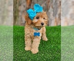 Small #1 Goldendoodle