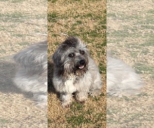 Mutt Dogs for adoption in Dallas, TX, USA