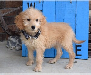 Goldendoodle Puppy for sale in COSHOCTON, OH, USA