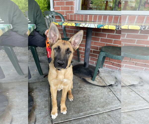 Medium Photo #5 German Shepherd Dog Puppy For Sale in Seattle, WA, USA