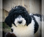 Small Photo #3 Saint Berdoodle Puppy For Sale in NACHES, WA, USA