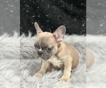 Small Photo #9 French Bulldog Puppy For Sale in WEST COLUMBIA, SC, USA