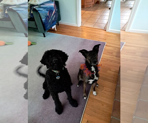 Medium Photo #11 Mutt Puppy For Sale in Wakefield, RI, USA