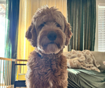 Small Photo #1 Goldendoodle Puppy For Sale in VALENCIA, CA, USA