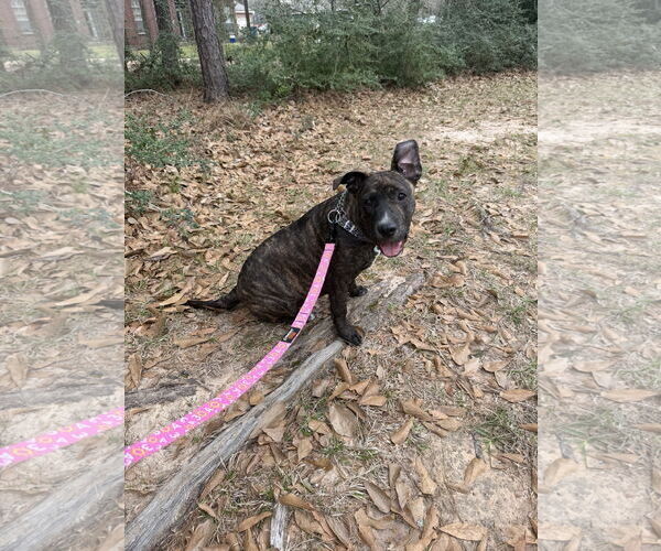 Medium Photo #3 Labrador Retriever-Unknown Mix Puppy For Sale in The Woodlands, TX, USA