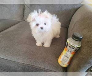 Maltese Puppy for sale in SANTA CLARITA, CA, USA