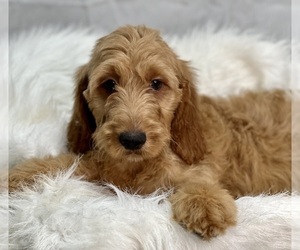Irish Doodle Puppy for sale in DUNDEE, OH, USA