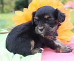 Small Photo #4 Cavapoo Puppy For Sale in THORP, WI, USA
