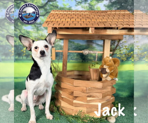 Medium Photo #5 Taco Terrier Puppy For Sale in Arcadia, FL, USA