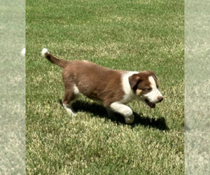Border Collie Puppy for Sale in ORANGEBURG, South Carolina USA