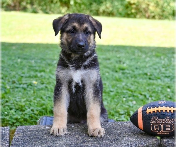 Medium Photo #1 German Shepherd Dog Puppy For Sale in MILLERSBURG, OH, USA