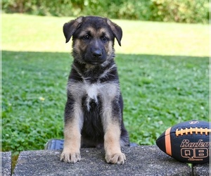 German Shepherd Dog Puppy for sale in MILLERSBURG, OH, USA