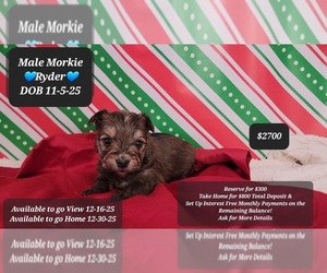 Morkie Puppy for sale in TUCSON, AZ, USA