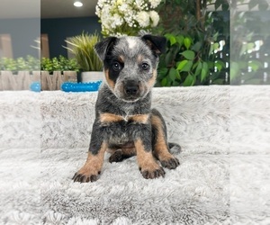 Australian Cattle Dog Puppy for Sale in GREENFIELD, Indiana USA