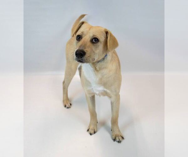 Medium Photo #2 Labrador Retriever-Retriever  Mix Puppy For Sale in Kennesaw, GA, USA