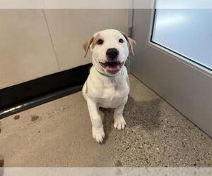 Boxer Dogs for adoption in Redwood City, CA, USA