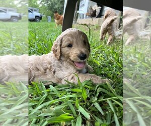 Goldendoodle Puppy for sale in HARRISON, TN, USA